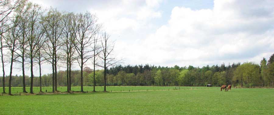 landschap-met-paarden